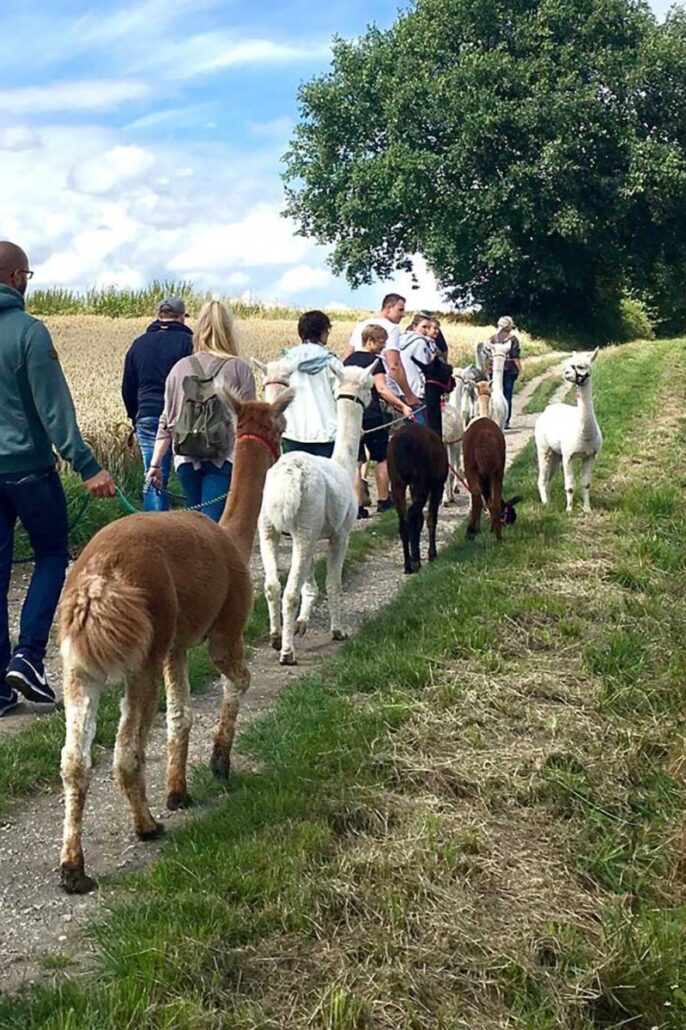 Wanderung mit Alpakas auf der Via Romea